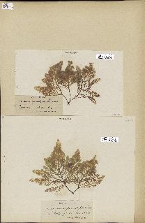 spécimen de Laurencia pinnatifida