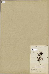 spécimen de Laurencia pinnatifida