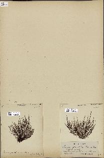spécimen de Laurencia pinnatifida