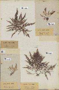 spécimen de Laurencia obtusa