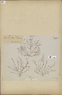 spécimen de Laurencia obtusa