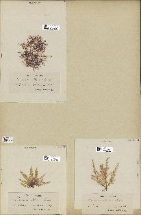 spécimen de Laurencia obtusa
