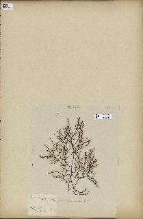 spécimen de Laurencia obtusa