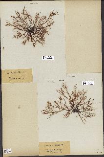 spécimen de Chondria dasyphylla