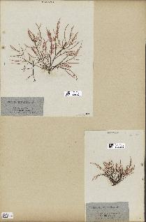 spécimen de Chondria dasyphylla