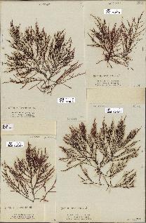 spécimen de Chondria dasyphylla