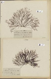 spécimen de Chondria coerulescens