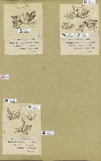 spécimen de Cystoseira myriophylloides