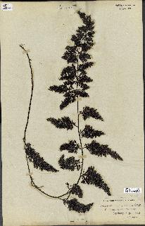 spécimen de Cystoseira myriophylloides