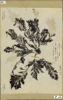 spécimen de Cystoseira myriophylloides