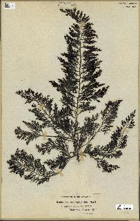 spécimen de Cystoseira myriophylloides