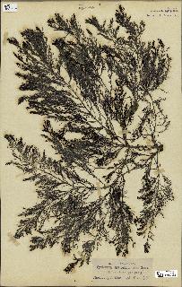 spécimen de Cystoseira myriophylloides