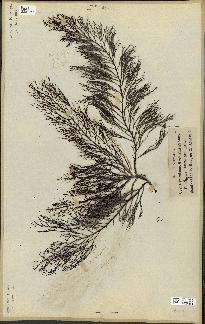 spécimen de Cystoseira foeniculacea