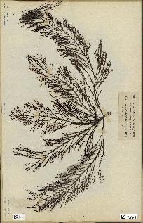 spécimen de Cystoseira foeniculacea