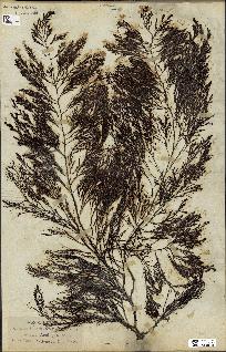spécimen de Cystoseira foeniculacea