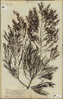 spécimen de Cystoseira foeniculacea