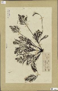 spécimen de Cystoseira foeniculacea