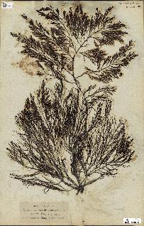 spécimen de Cystoseira foeniculacea