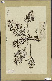 spécimen de Cystoseira foeniculacea