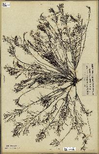 spécimen de Cystoseira foeniculacea
