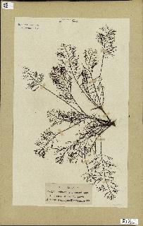spécimen de Cystoseira foeniculacea