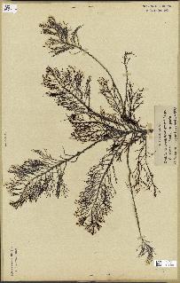 spécimen de Cystoseira foeniculacea