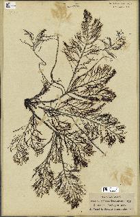 spécimen de Cystoseira foeniculacea