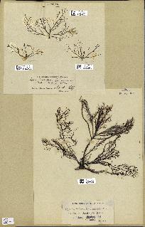 spécimen de Cystoseira foeniculacea