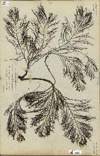 spécimen de Cystoseira foeniculacea