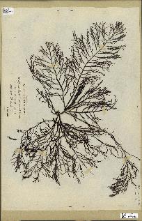 spécimen de Cystoseira foeniculacea
