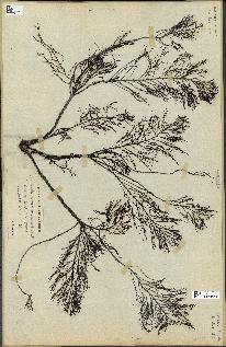 spécimen de Cystoseira foeniculacea