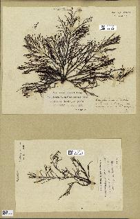 spécimen de Cystoseira foeniculacea