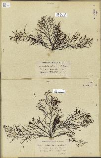 spécimen de Cystoseira foeniculacea