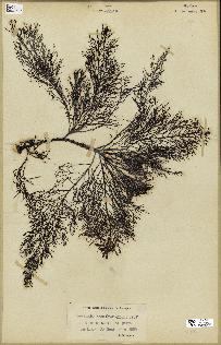 spécimen de Cystoseira foeniculacea