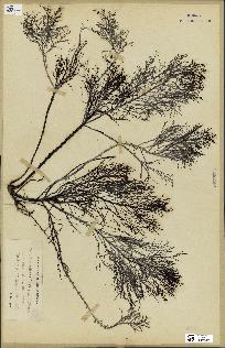 spécimen de Cystoseira foeniculacea
