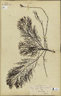spécimen de Cystoseira foeniculacea