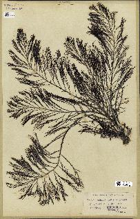 spécimen de Cystoseira foeniculacea