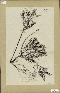 spécimen de Cystoseira foeniculacea