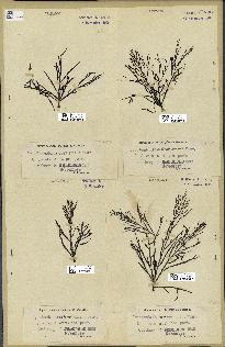 spécimen de Cystoseira foeniculacea