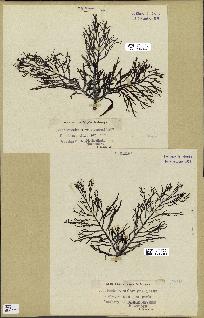 spécimen de Cystoseira foeniculacea