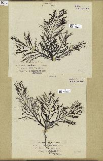 spécimen de Cystoseira foeniculacea