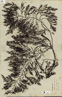 spécimen de Cystoseira foeniculacea