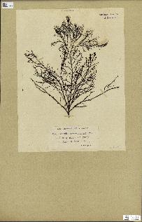 spécimen de Cystoseira foeniculacea