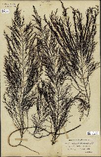 spécimen de Cystoseira foeniculacea