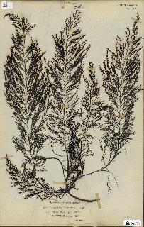 spécimen de Cystoseira foeniculacea