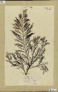 spécimen de Cystoseira foeniculacea