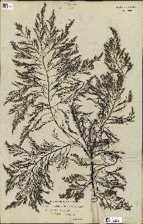 spécimen de Cystoseira foeniculacea