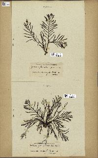 spécimen de Cystoseira foeniculacea
