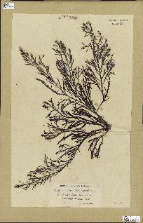 spécimen de Cystoseira foeniculacea