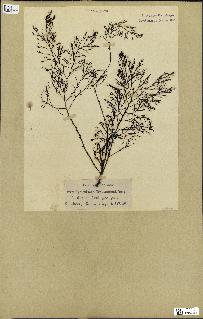 spécimen de Cystoseira foeniculacea